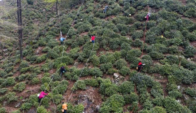 有关于杭州东坑村：2000余亩高山有机茶正式开采现场直播的最新消息(4)