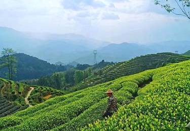 关于在乡村振兴中将茶产业建成富民、标准化和民生产业的信息(1)