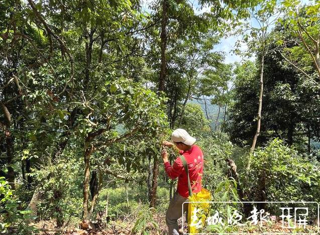 关于南糯山古树春茶产量高于去年,“一品一码”可精准溯源的信息