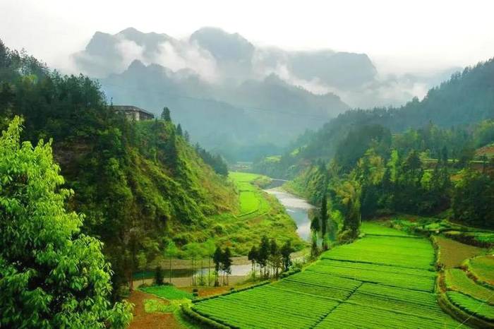 关于“恩施玉露”大做文章，品牌价值已超23亿的消息(1)