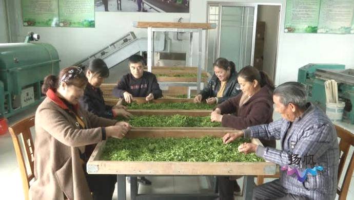 有关于仪征茶叶产销两旺 借力世园会发展茶产业的最新信息(5)