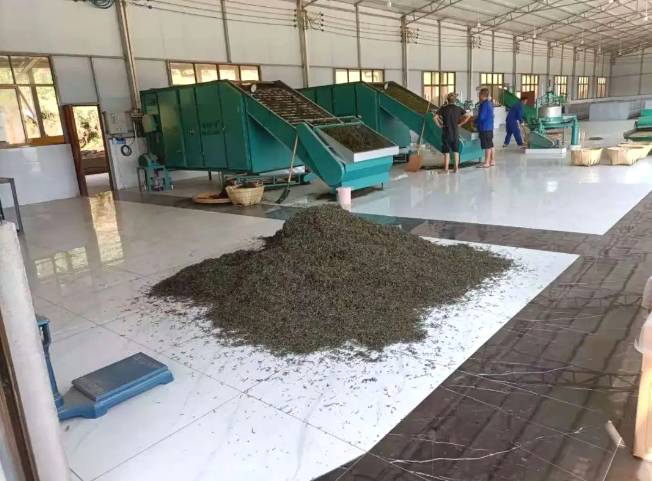 有关于村集体经济看思茅 茶产业让倚象镇平掌村绿了山坡红了日子的热门新闻(4)