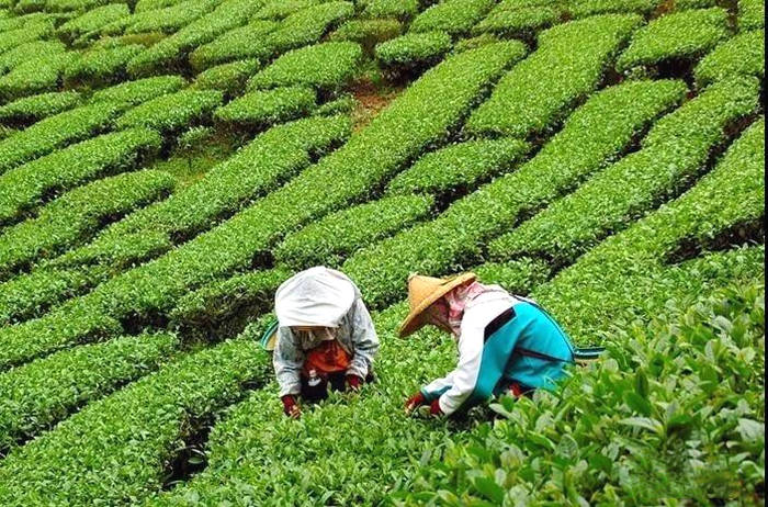 关于选出你心目中的“2020湖北茶叶十大事件”的最新资讯