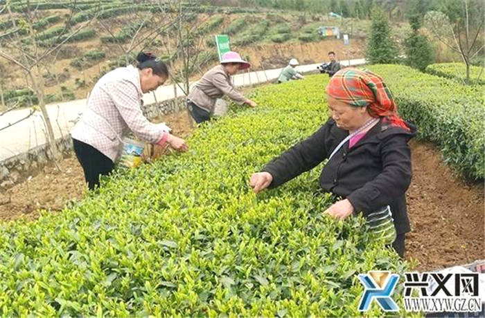 关于贵州兴义：春茶飘香采摘忙 茶农增收笑开颜 的资讯(1)