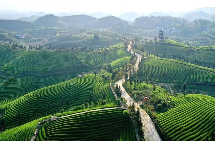 关于“每款凤冈锌硒茶,都是好孩子”——县委书记心里的凤冈茶的热门新闻(2)