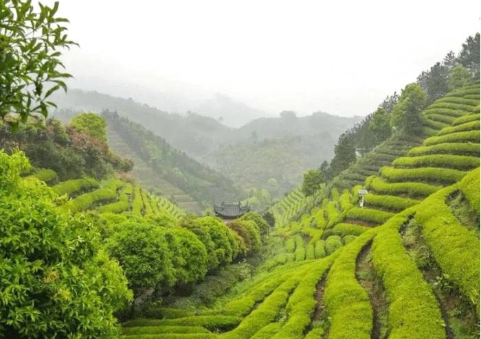 关于“天价茶展开调查整治”“春茶采摘指数”“有机茶黑科技”的信息(5)