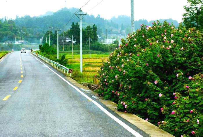 关于湄潭：以路为媒、以路助茶、以茶促旅、以旅兴茶的消息(5)