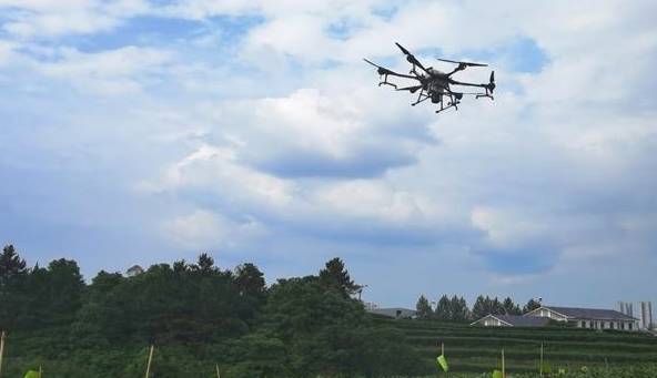 有关于醴陵：无人机助力茶园 病虫害防治效果提升的新闻(2)