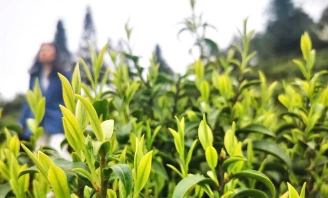 有关于石阡县30多万亩苔茶园生机盎然 正是茶叶采摘好时节的资讯(4)