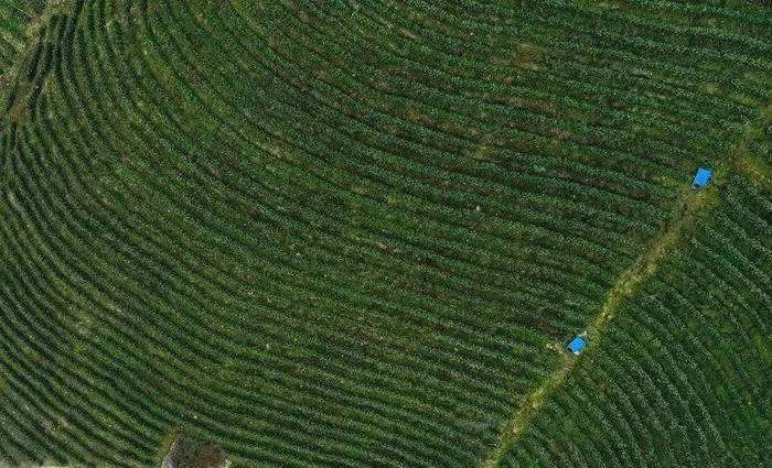 有关于山东聊城、重庆彭水东西扶贫协作助推茶产业发展的最新信息