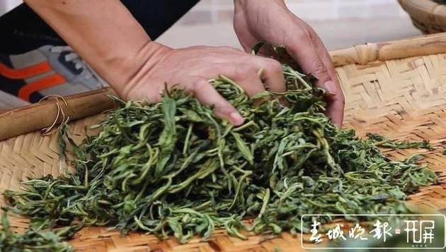 关于保山施甸：古树茶开采，布朗族大妈家门口就能找到工作的最新消息(7)