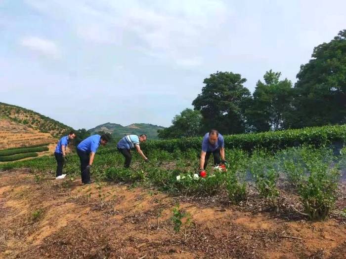 有关于抓好源头,促进福鼎白茶产业绿色高质量发展的资讯(2)