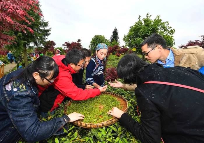 有关于双手采出致富叶！贵州省大力推广双手采茶成效显著的热门消息(10)