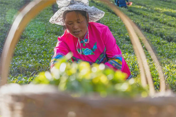 关于湖北恩施：茶企入驻！落都村茶叶终于有了销路的最新消息(3)