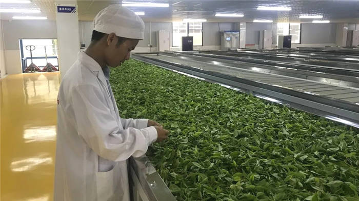 关于“数字化”已成年度高频词汇，茶产业如何乘势数字浪潮？的热门新闻(5)