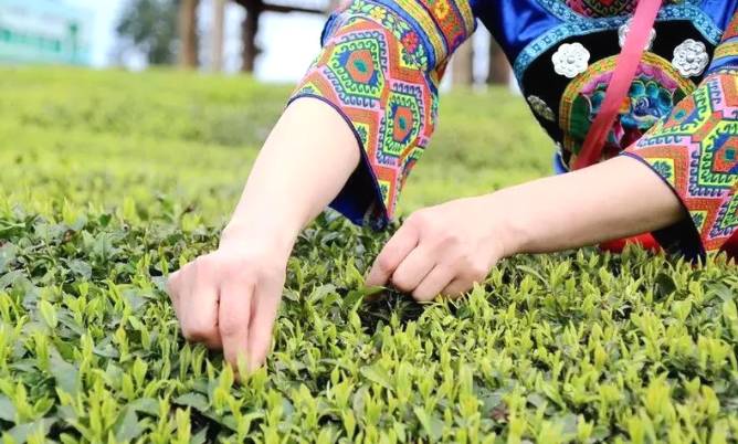 有关于梵净茶缘“高手”齐聚,印江上演茶艺大比拼的最新资讯(4)