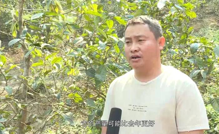 有关于双江冰岛春茶采摘准备就绪，茶农增收在望的资讯(3)