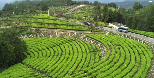 有关于旺苍百亿茶产业链助力乡村振兴 诠释“绿水青山就是金山银山”的热门资讯