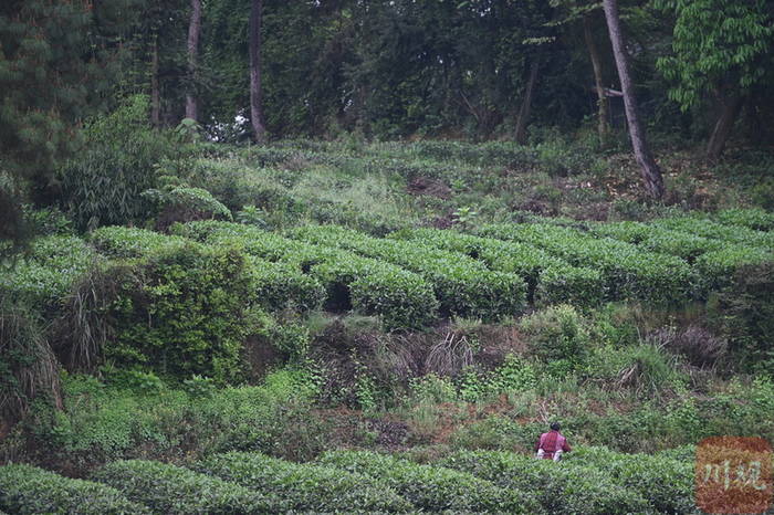 关于那个采茶的“茶园李子柒”让记者放下相机去帮忙!的最新资讯
