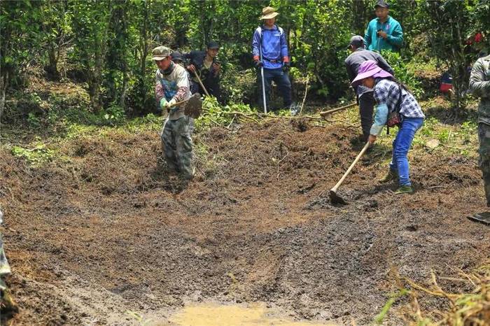关于曼冈青年 助力打造鹿塘山生态茶园样板区的热门消息(5)