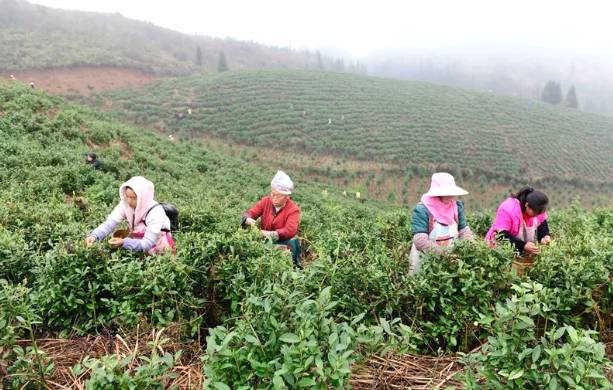 有关于黔西南35万亩春茶迎来采收季 茶农采茶忙的热门消息(2)