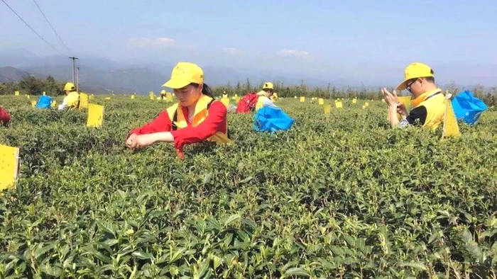 有关于硖门畲族乡茶业商会茶企经纪人培训会议召开的热门信息(7)