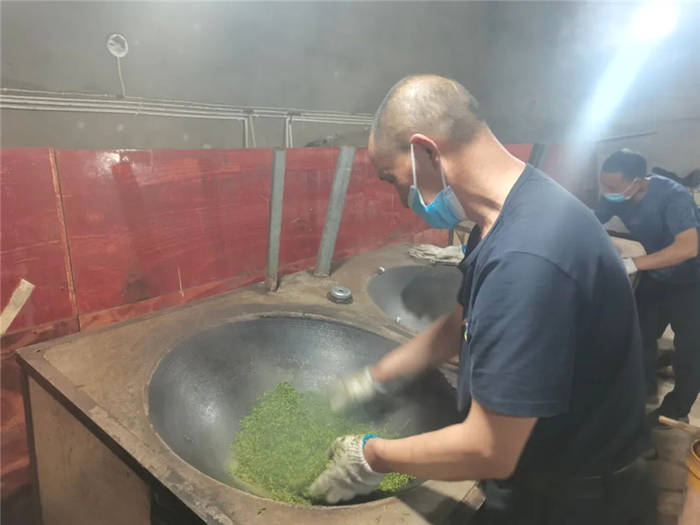 有关于雅安名山:总岗山下茶飘香 前进镇茶企抢抓黄金时节生产名优春茶的新闻(5)