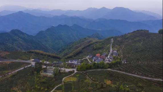 关于安顶山的高山茶园：高山云雾茶采收，多举措助力茶农增收的资讯