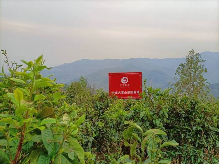 有关于普洱春茶发芽简报：大雪山豆腐寨茶园发芽情况的热门信息