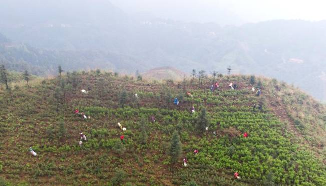 有关于安化春茶进入采摘期 2020年产值达230亿元的资讯(3)