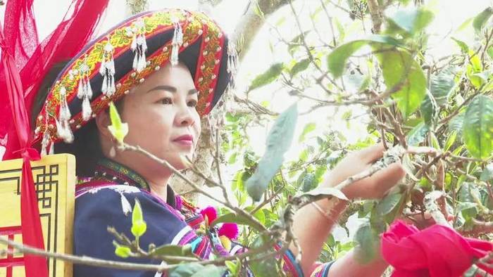 有关于墨江米地古树茶开采 拍卖所得28万元全部捐赠的最新信息(10)