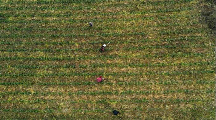 有关于山东聊城、重庆彭水东西扶贫协作助推茶产业发展的最新信息(3)