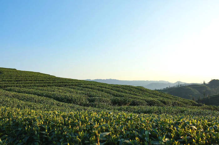 有关于四川省茶叶行业协会一行赴四川川黄茶业集团有限公司调研的最新信息