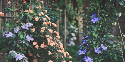 有关于李子柒：深深扎根在中华土地上，历久弥新的茶文化的资讯(7)