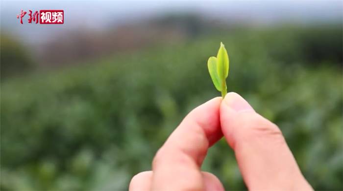 关于西湖龙井春茶季：多方联合避免“天价茶”乱象的热门新闻(3)