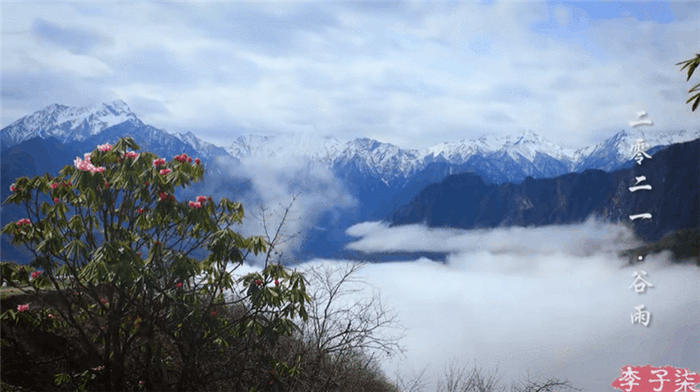 有关于李子柒：深深扎根在中华土地上，历久弥新的茶文化的资讯