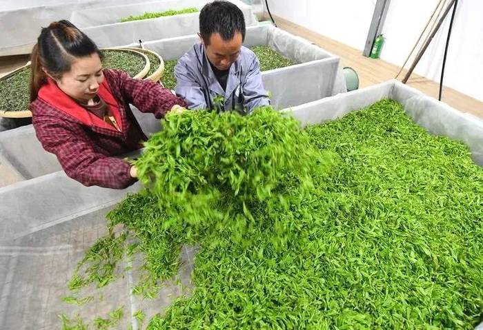 关于新华每日电讯:福鼎白茶茶中黑马,改变万千人生的信息(7)