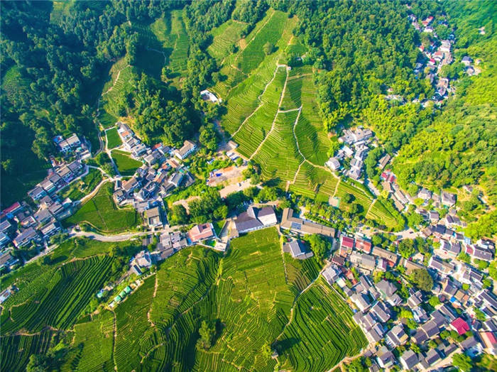 有关于西湖龙井春茶3月12日正式开采，购买一定要认准这个的资讯(1)