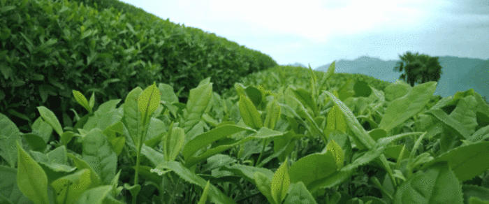 有关于福鼎白茶热度超过西湖龙井?白茶“存时代”即将开启,你准备好了吗?的最新信息(9)