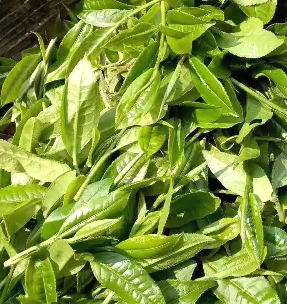 有关于“点叶成金”！500年古树茶为群众致富闯出新路子的最新信息(1)