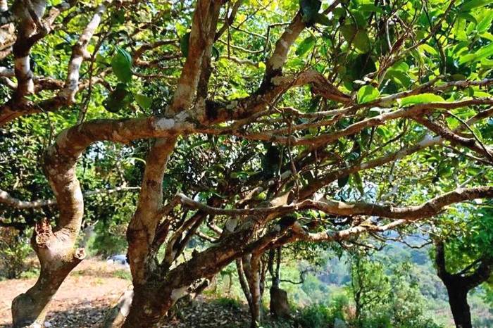 有关于勐海贺开：遇见最美茶园，230余万株古茶树备受“呵护”的最新资讯(2)