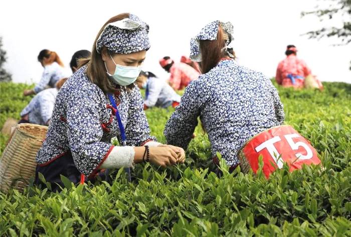 有关于屏山双峰村：人山人海，都奔着一缕茶香而来的资讯(5)