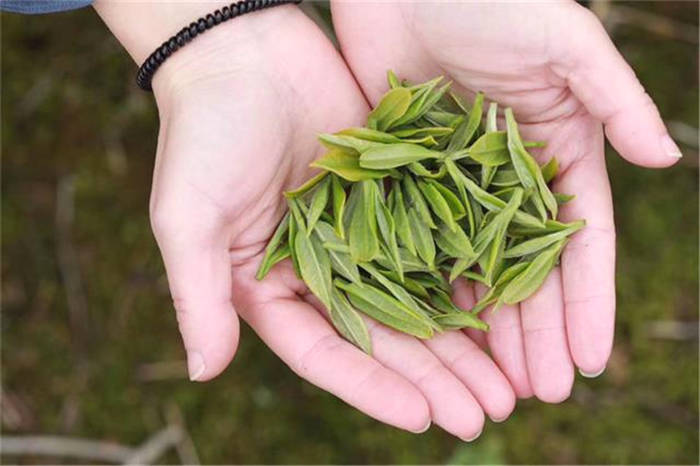 有关于贵州纳雍县:延伸茶产业链多渠道促农增收的热门消息