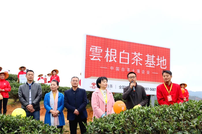 有关于福建政和白茶开采!产业发展拓宽农民增收路的热门消息(4)