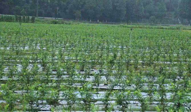 关于被“统一”相中的茶企打造原叶茶“新宠”的最新信息(1)