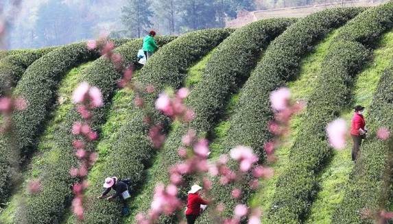 有关于茶园剪影 又是一年采茶季 春色满园盼君来的最新资讯(16)