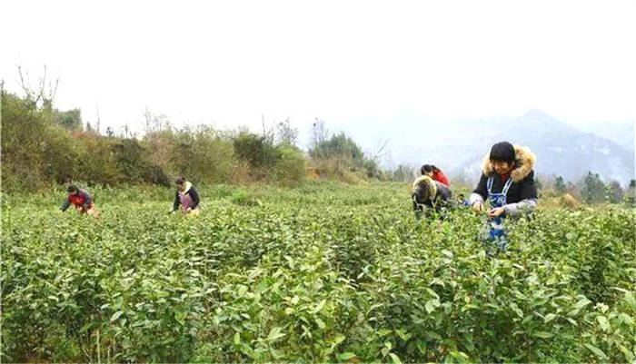 关于贵州百里杜鹃黄泥乡：人勤春来早 春茶采收忙的消息(2)