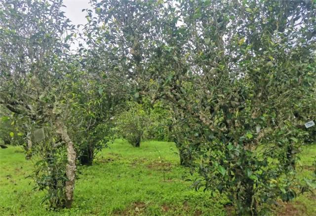 有关于省农业科学院：茶叶专家组到景谷县指导茶产业发展的热门新闻(3)