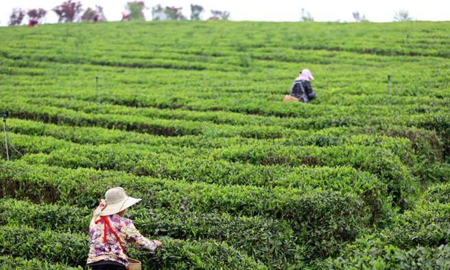 有关于贵州清镇：“茶旅一体”为乡村振兴注入新动能的最新资讯