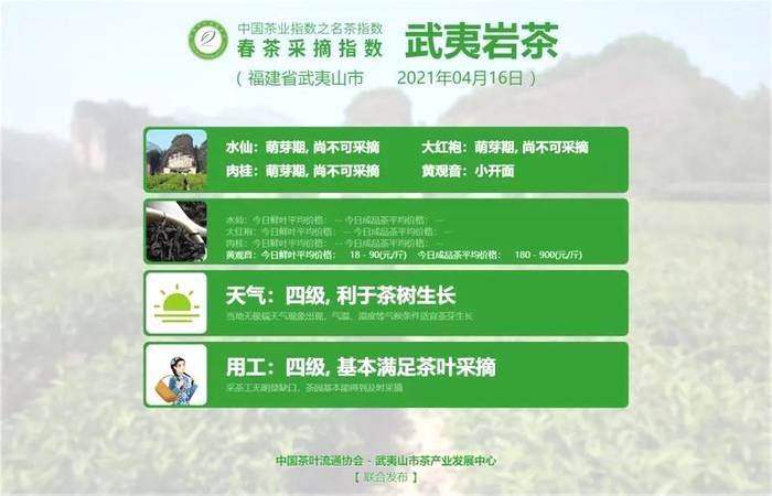 有关于【春茶采摘指数】尽享武夷风韵,武夷岩茶(黄观音)正式开采!的热门消息(5)